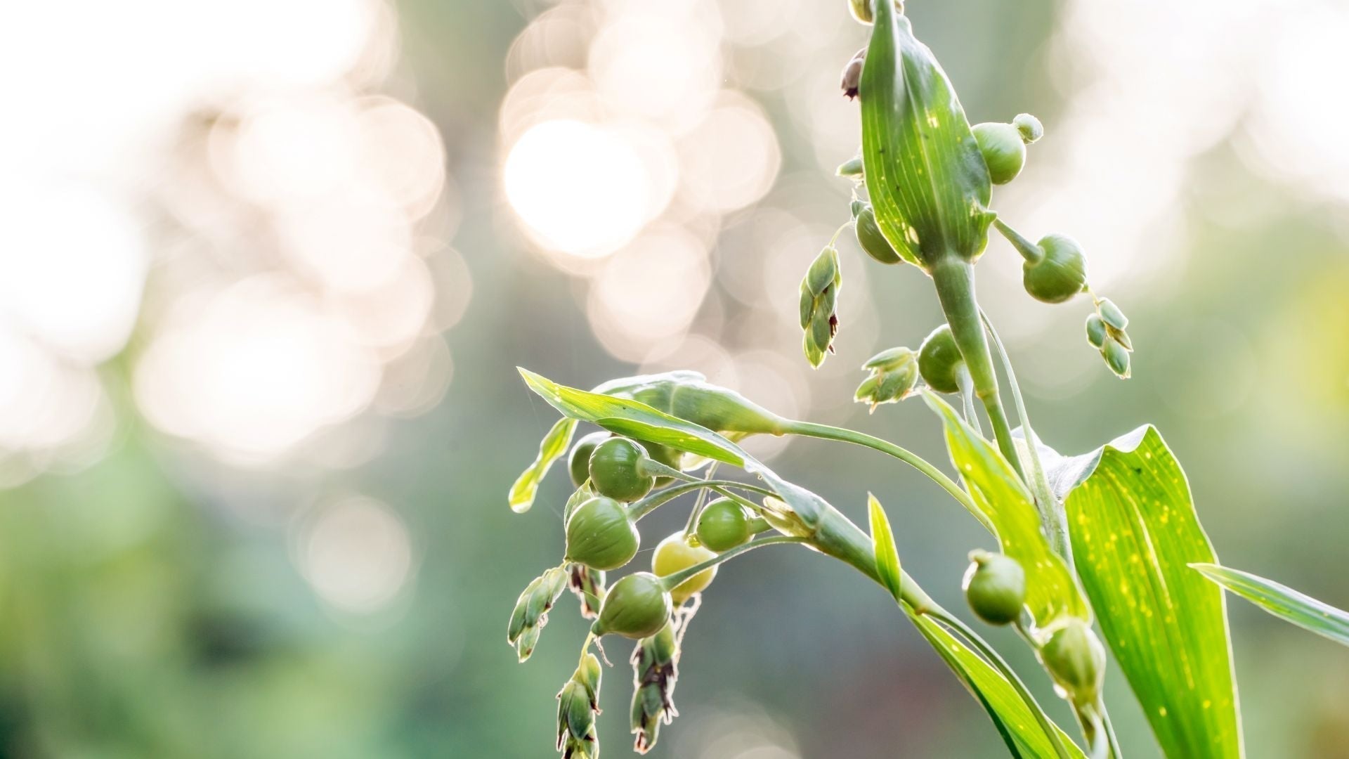 What Is Coix Seed? Discover the Japanese Beauty Secret for Glowing Skin & Wellness