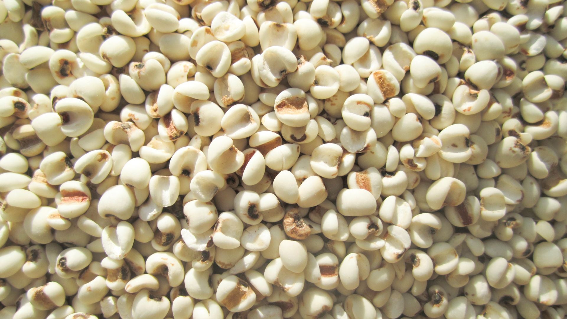 Coix Seed Benefits: Boost Your Health and Skin Naturally