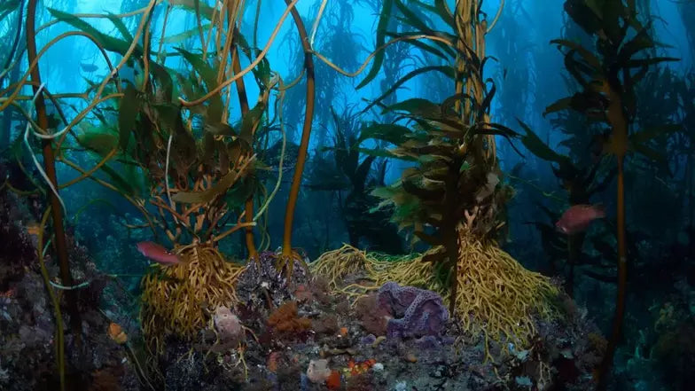 Why Iodine Deficiency Is Still Common and How It Affects Energy, Metabolism, and Thyroid Health