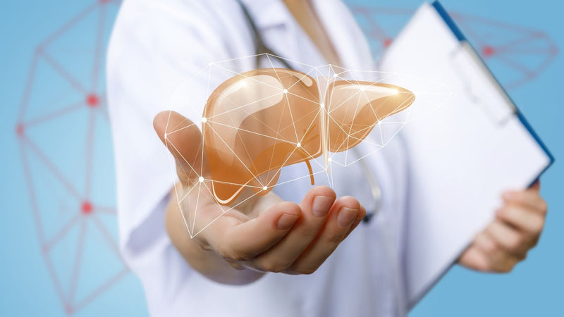 Can Healthy Circulation Support Liver Health? What Researchers Are Learning