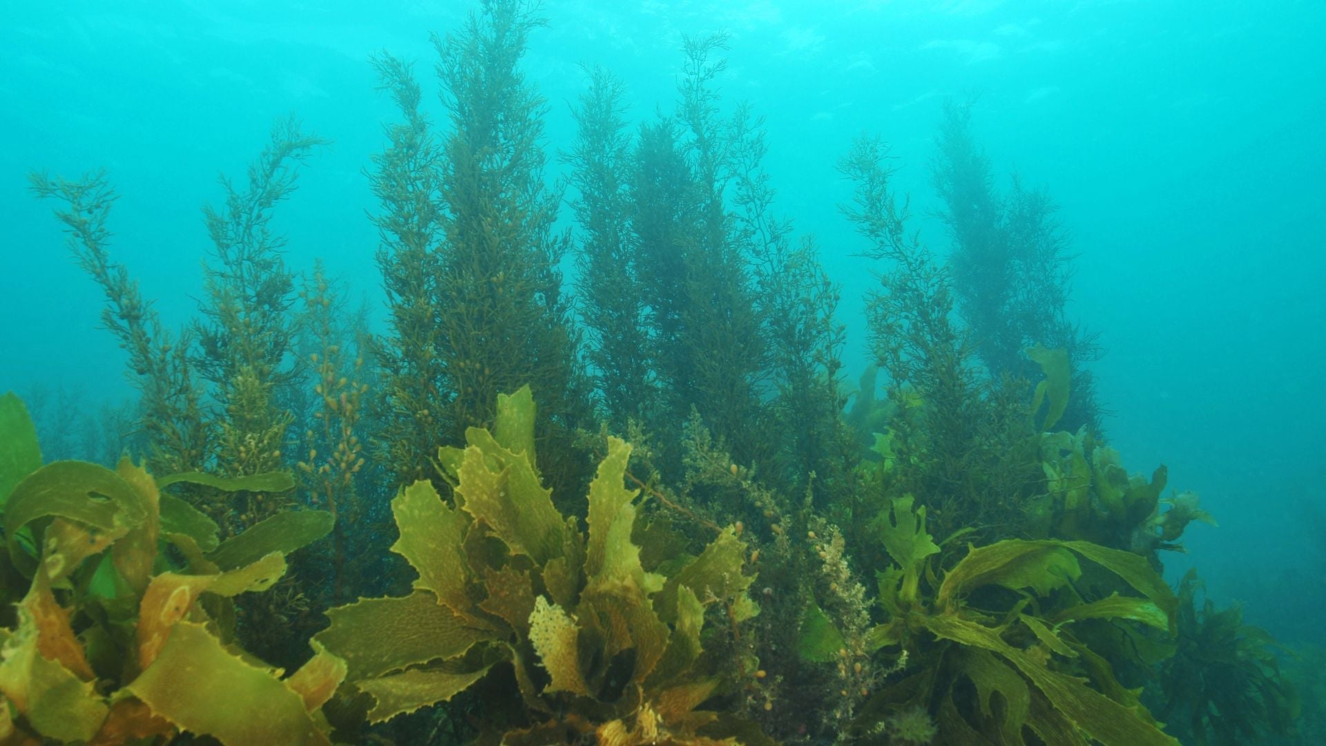 Kelp vs. Synthetic Iodine What's the Difference (And Which Is Right for You?) The Complete Guide to Choosing an Iodine Supplement