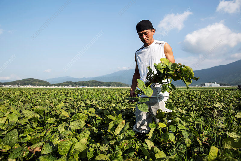 What Does Regenerative Farming Really Mean—and Why It Matters for Your Health