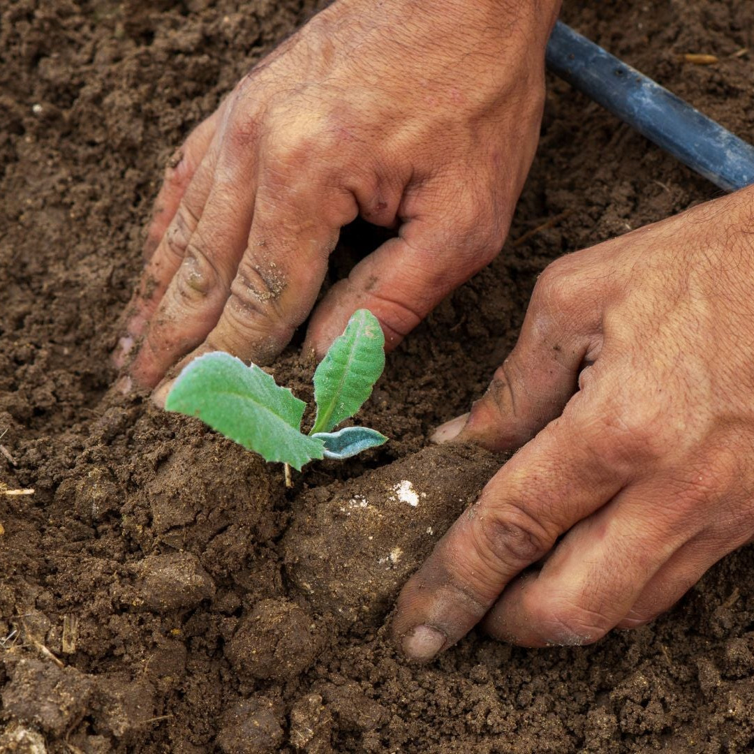 crane wellness regenerative farming ingredients sustainable