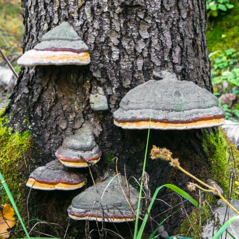 meshimakobu mushrooms crane wellness.jpg__PID:422e7d11-8ad5-45af-a511-cfcee1881716